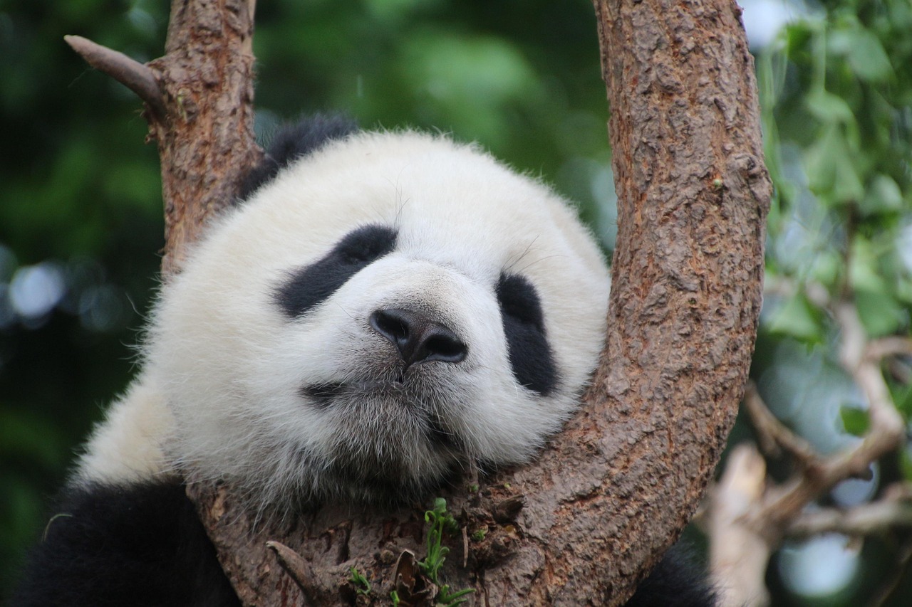 Google Panda Algorithm