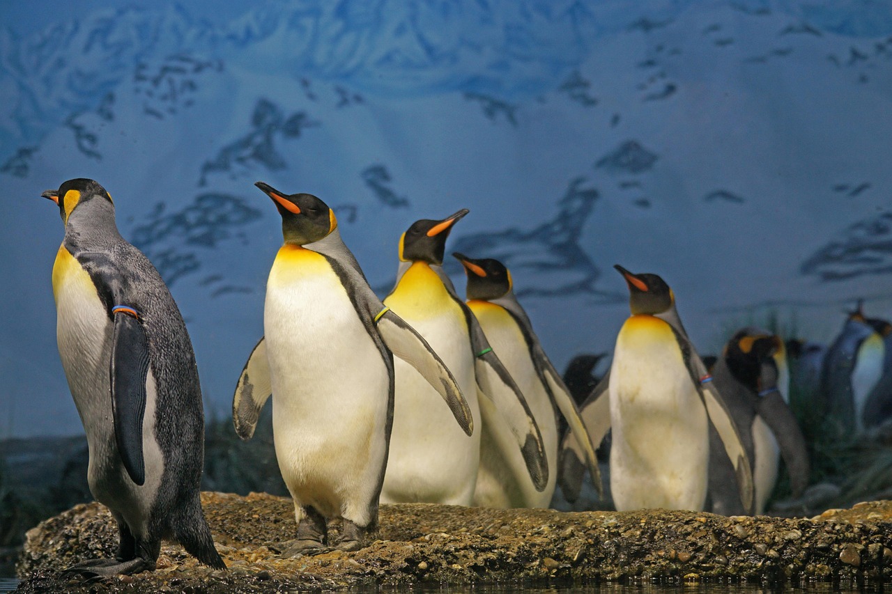 Google Penguin algorithm impact on SEO and website ranking.